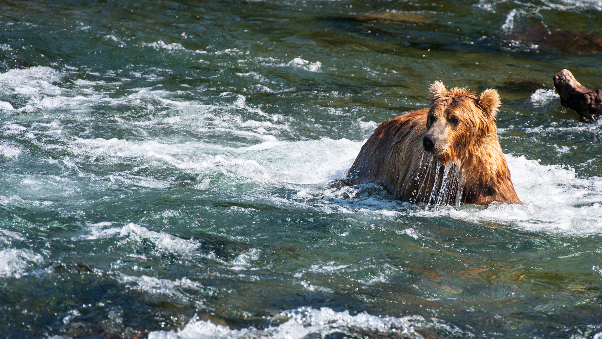 nws-st-canada-grizzly-in-river